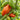 397 Lady Madonna Tomato, 5 Seeds