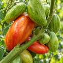 397 Lady Madonna Tomato, 5 Seeds
