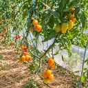 458 Marina's Praise Tomato, 5 Seeds