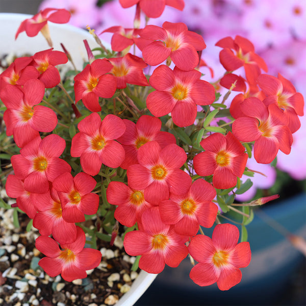 Oxalis 'Volcano', 1 Bulb