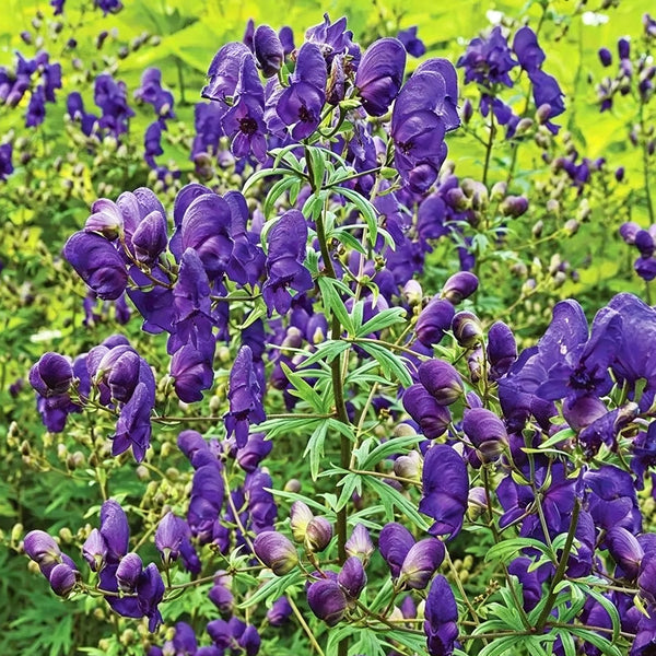 European Aconite, 10 Seeds