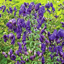 European Aconite, 10 Seeds