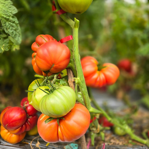 862 Cantati 6 Tomato, 5 Seeds