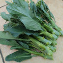 DaBao Chinese Kale Seeds, 10g