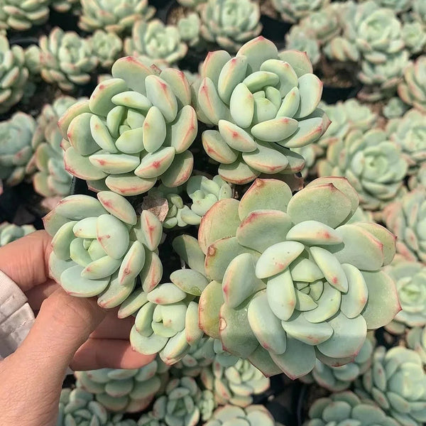 Echeveria Crassula Var 4.0, 1pc x 3-5 heads