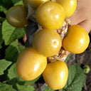 Groundcherry Seeds, ~500 Seeds