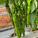 Screw Pepper No. 1209 Seeds, 100 Seeds