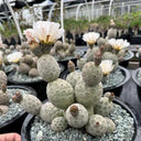 Tephrocactus geometricus Live Cactus