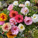 Double Flowered Mix Moss Rose, 5000 Seeds