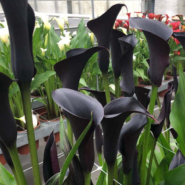 'Odessa' Calla Lily, 16/18cm Circumference, 1 Bulb