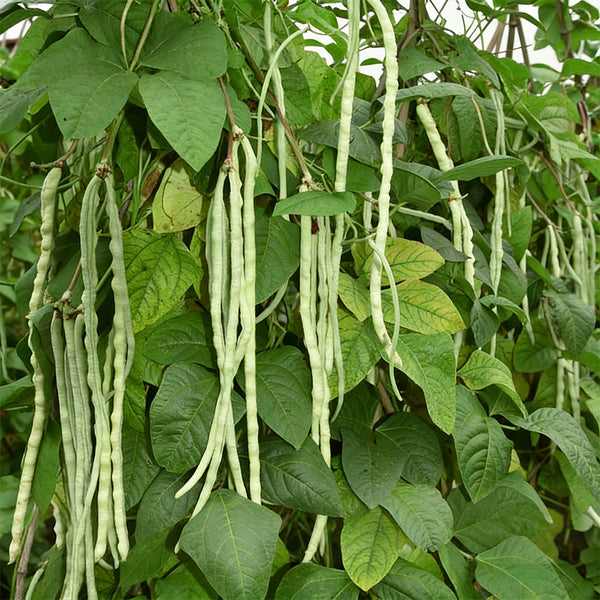 'Jiemei' Tianzhu White Long Bean Seeds, 20g