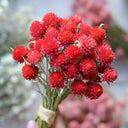 Hezhichun Globe Amaranth Seeds, 1g