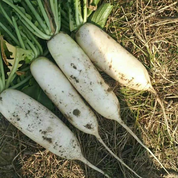 'Guangliang No.22' Radish Seeds, 50g