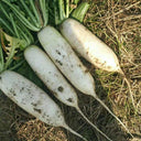 'Guangliang No.22' Radish Seeds, 50g