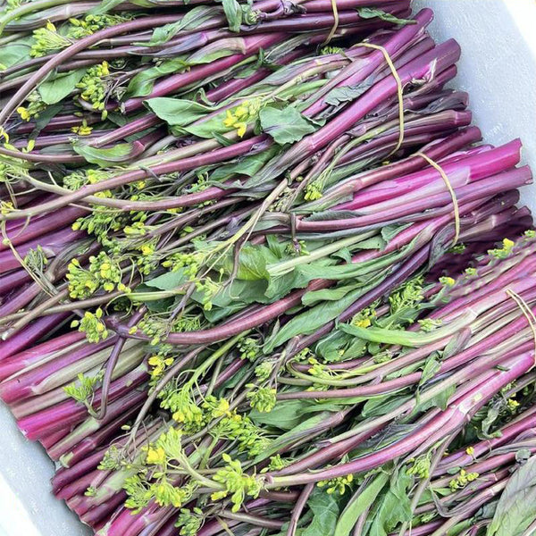 Xishuai Purple Stem Mustard Seeds, 500 Seeds