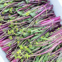 Xishuai Purple Stem Mustard Seeds, 500 Seeds
