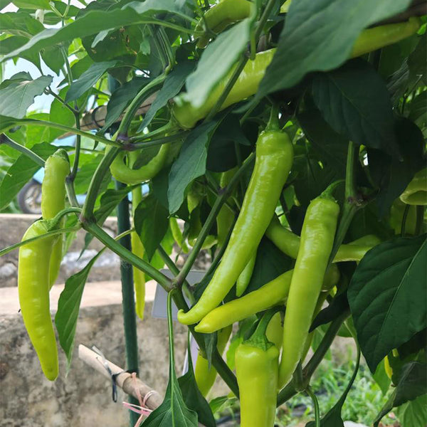 Guangxi White Jade Chili, 120 Seeds
