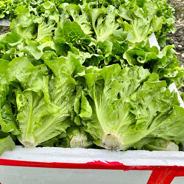 'Jiemei' Late Bolt Italian Lettuce Seeds, 25g