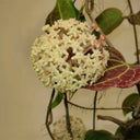 Hoya merrillii, 2 Cuttings