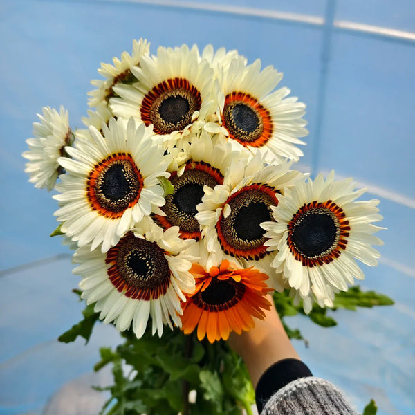 Double Cape Daisy Mixed Colors, 200 Seeds