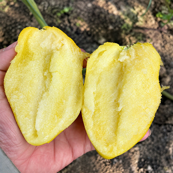 U2607 Yellow Mango Honey Tomato, 10 Seeds