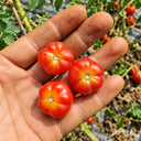 299 Microdwarf Miri Miri Tomato, 5 Seeds