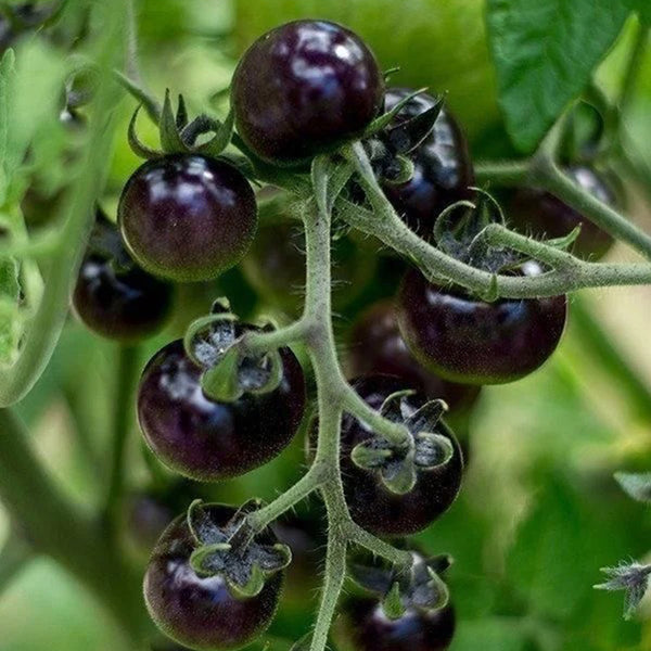 Black Enchantress Fruit Tomato, 100 Seeds