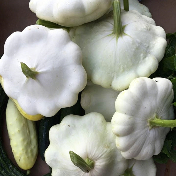 White Flying Saucer Squash, 10 Seeds