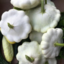 White Flying Saucer Squash, 10 Seeds