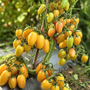 615 Honey Fingers Tomato, 5 Seeds