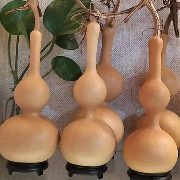 Xiaosan Ting Gourd, 10 Seeds