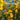 Maximilian Prairie Sunflower, 200 Seeds