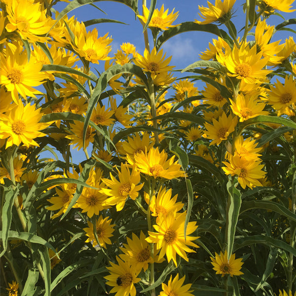Maximilian Prairie Sunflower, 200 Seeds