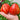 560 Kozula 156 Tomato, 5 Seeds