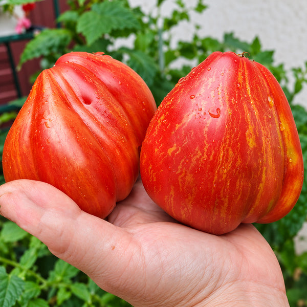 560 Kozula 156 Tomato, 5 Seeds