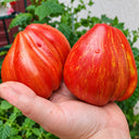 560 Kozula 156 Tomato, 5 Seeds