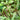 Red Willow Leaf Amaranth Seeds, 10g