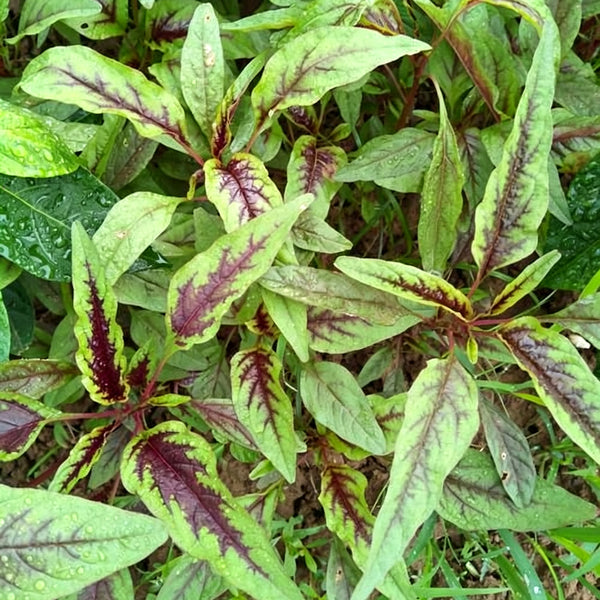 Red Willow Leaf Amaranth Seeds, 10g