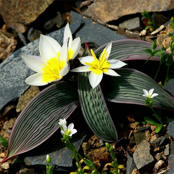 Tulipa regelii, 5 Seeds