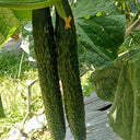 'Boya 816' Cucumber, 50 Seeds