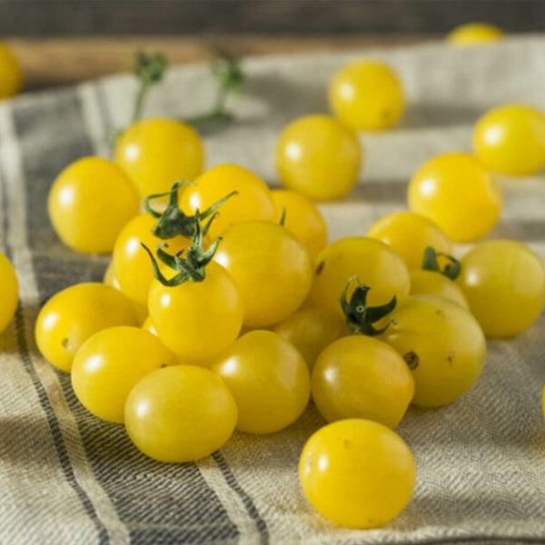 672 Bianca Tomato, 5 Seeds