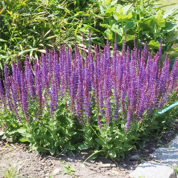 Hezhichun Woodland Sage Seeds, 1g