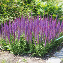 Hezhichun Woodland Sage Seeds, 1g