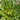 Puntarelle Chicory, 50 Seeds