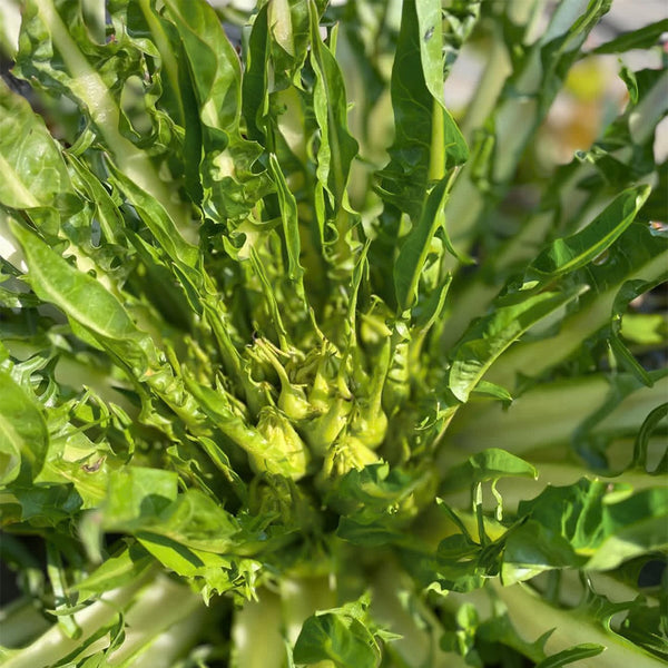 Puntarelle Chicory, 50 Seeds