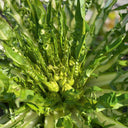 Puntarelle Chicory, 50 Seeds