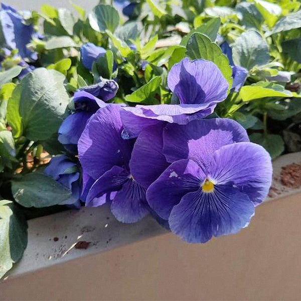 Super Bingo Series Blue Pansy Seeds, 100 Seeds