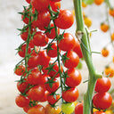 'Waterfall Red Cluster' Cherry Tomato Seeds, 20 Seeds