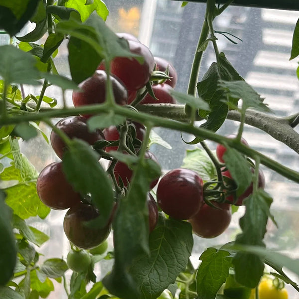 'Fairy Tale Sparkle' Tomato Seeds, 5 Seeds