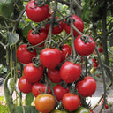 Pink Peach Tomato, 20 Seeds